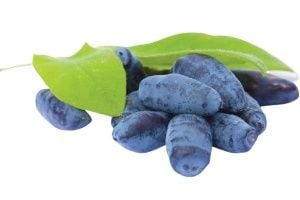 Bal Yemişi Ağacı Fidanı Nasıl Hızlı Büyür?