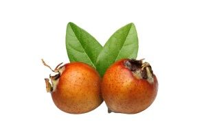 Muşmula Çiçek Dökmemesi İçin Ne Yapmalı?