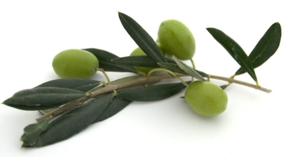 Zeytin Sineği ve Mücadelesi