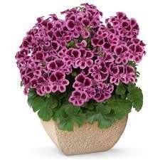 PAC Angeleyes Blueberry Sardunya Fidesi (2 adet)