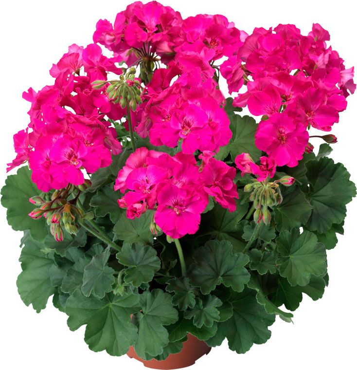 Calliope Lavender Rose Sardunya Çiçeği Saksıda