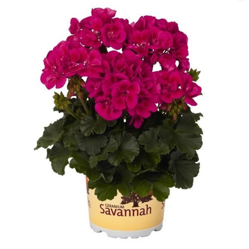Savannah Texmex Merlot Sizzle Sardunya Çiçeği Fidesi (2 adet)
