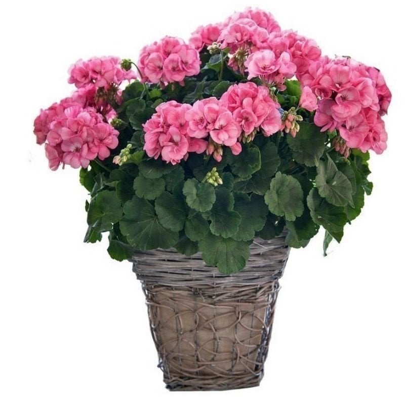 Big EEZE Pink Sardunya Çiçeği Fidesi (2 adet)