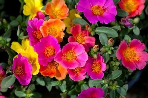 İmagine Rose İpek Çiçek Fidesi (5 ad)