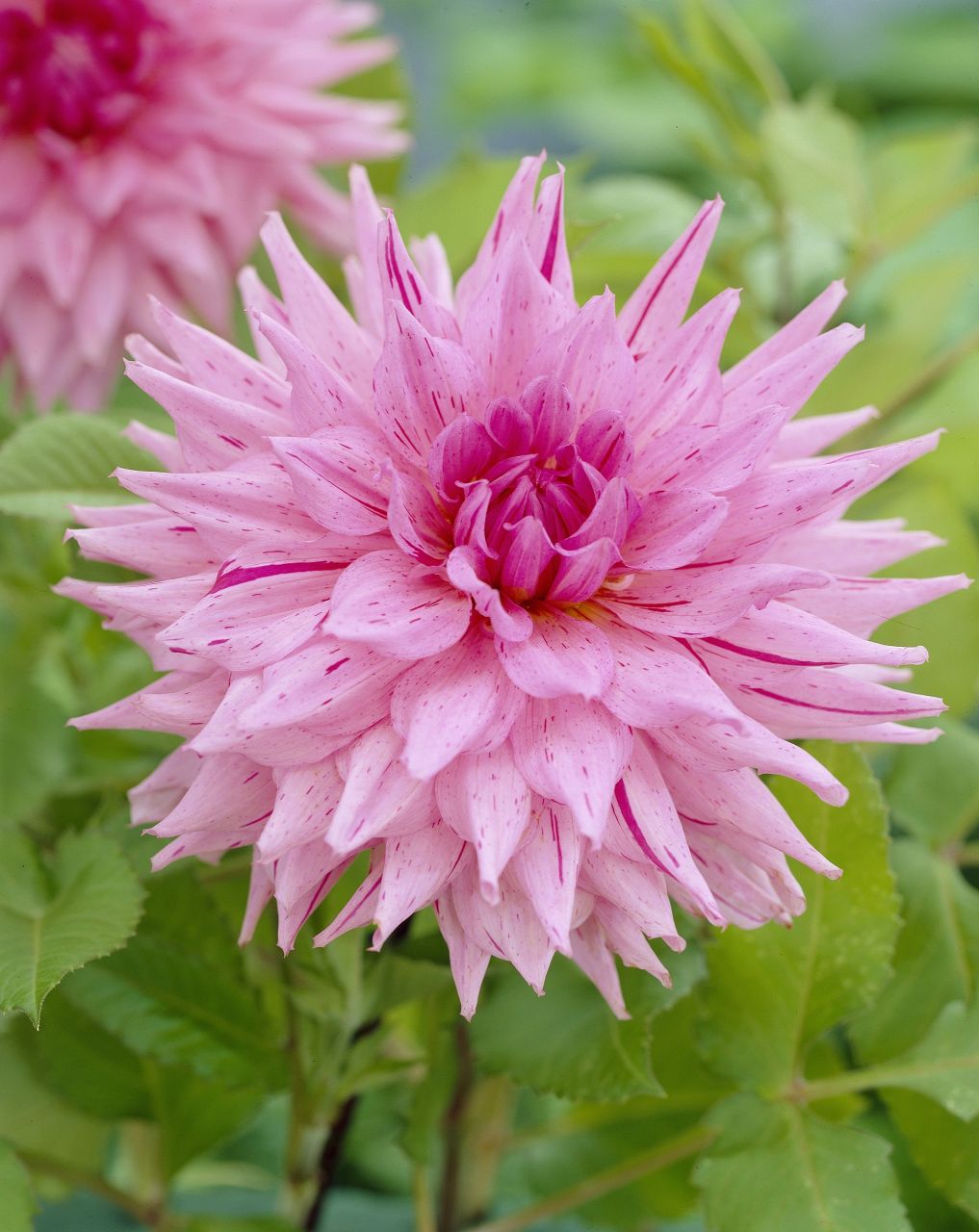 American Dream İri Çiçekli Dahlia Yumrusu Soğanı