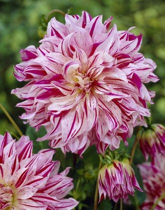 İri Çiçekli Bristol Stripe Dahlia Yıldız Çiçeği Soğanı Yumrusu (1 adet)