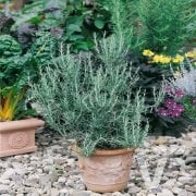 Saksılık Şifalı Blue Winter Biberiye Bitkisi Fidesi(3 fide)