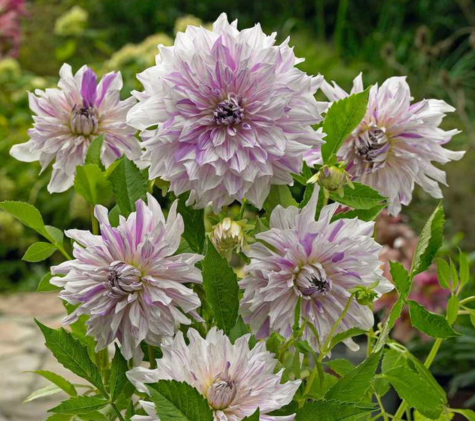 Mom's Special Dahlia Yumrusu (1 adet)
