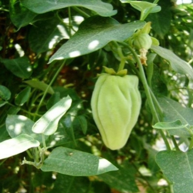 Araujia Sericifera Ağaç Bamya Fidanı