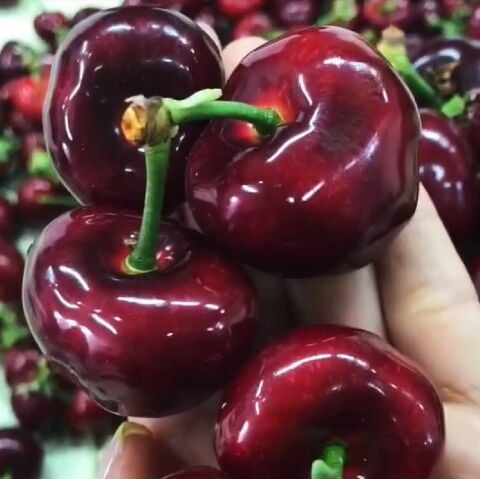 Çok İri Meyveli Yüksek Verimli Tüplü Tam Bodur Royal King  Kiraz Fidanı