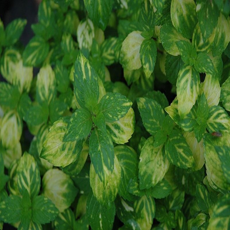 Alacalı Ginger Nane Fidesi(5 adet Fide)
