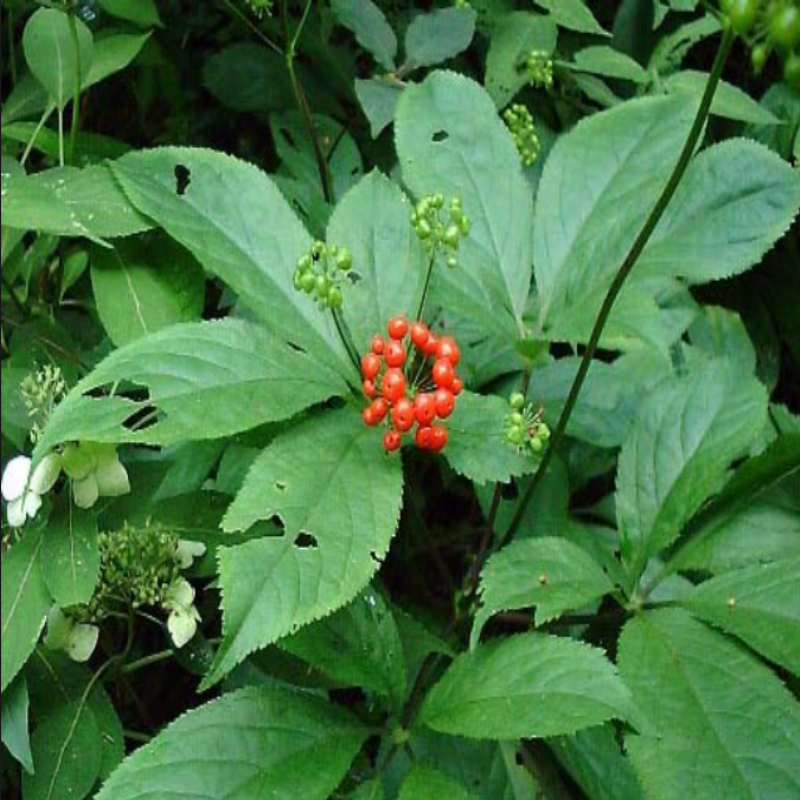 Ginseng Tohumu (2 adet)
