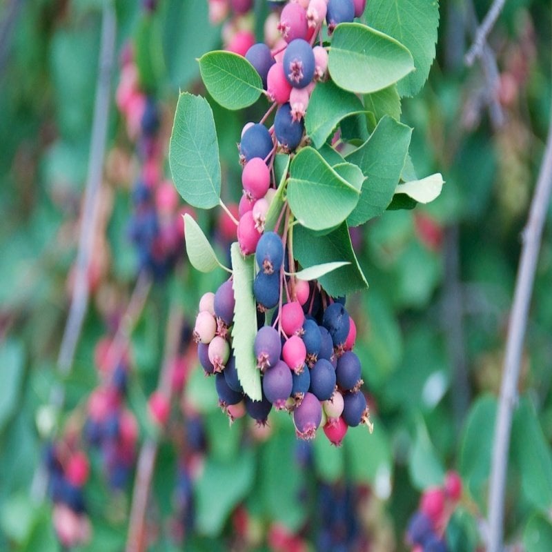 Tüplü Saskatoon Berry(Haziran Çileği) Fidanı
