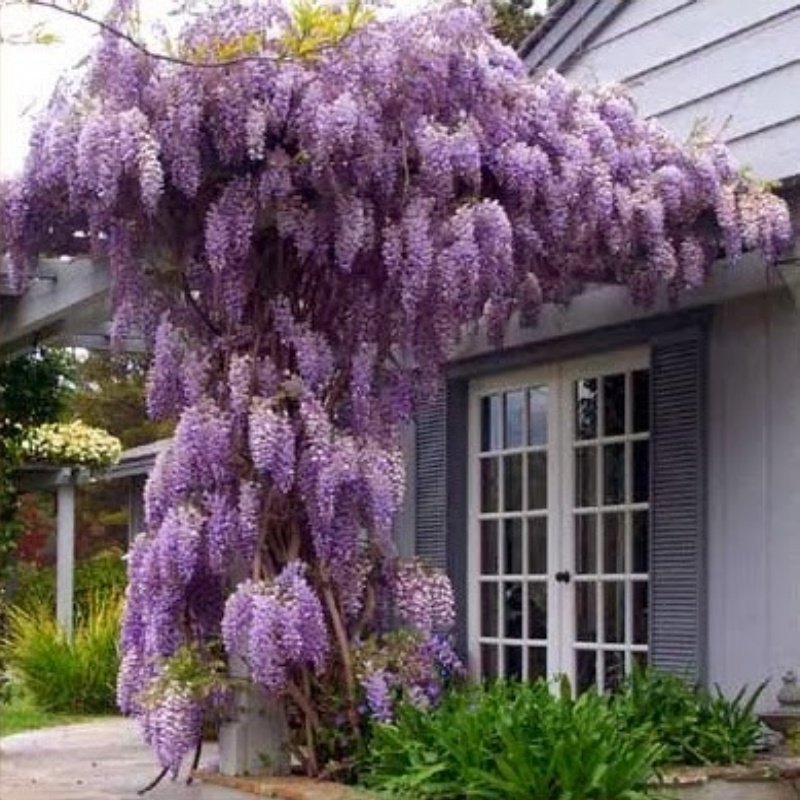 Tüplü Yoğun Kokulu Wisteria Sinensis Mor Salkım Fidanı (300-400 cm)