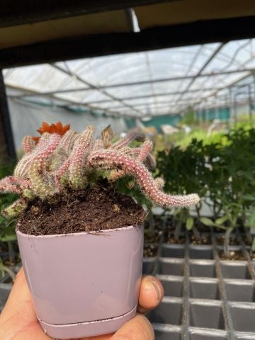 Lüks Saksıda Echinopsis Chamaecereus Silvestrii Kırmızı Çiçek Açan Kaktüs