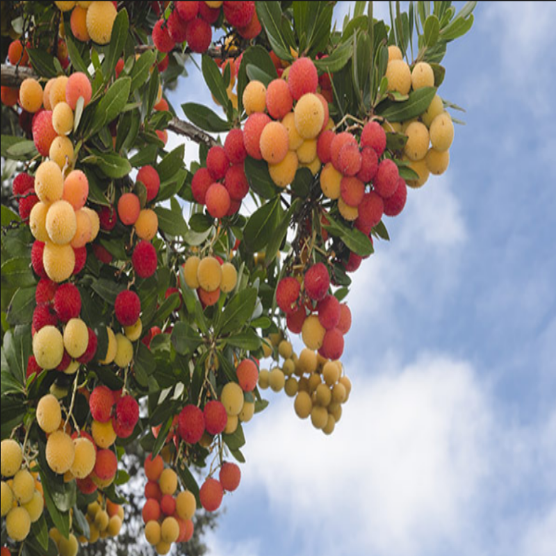 Doğal Strawberry Tree Tohumu (5 tohum)