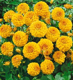 Gallery Vermeer Sarı Dahlia Dalya Yıldız Çiçeği Soğanı 1 adet