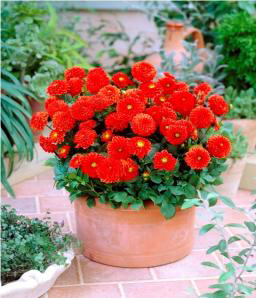 Jewel Red Kırmızı Dahlia Dalya Yıldız Çiçeği Soğanı 1 adet