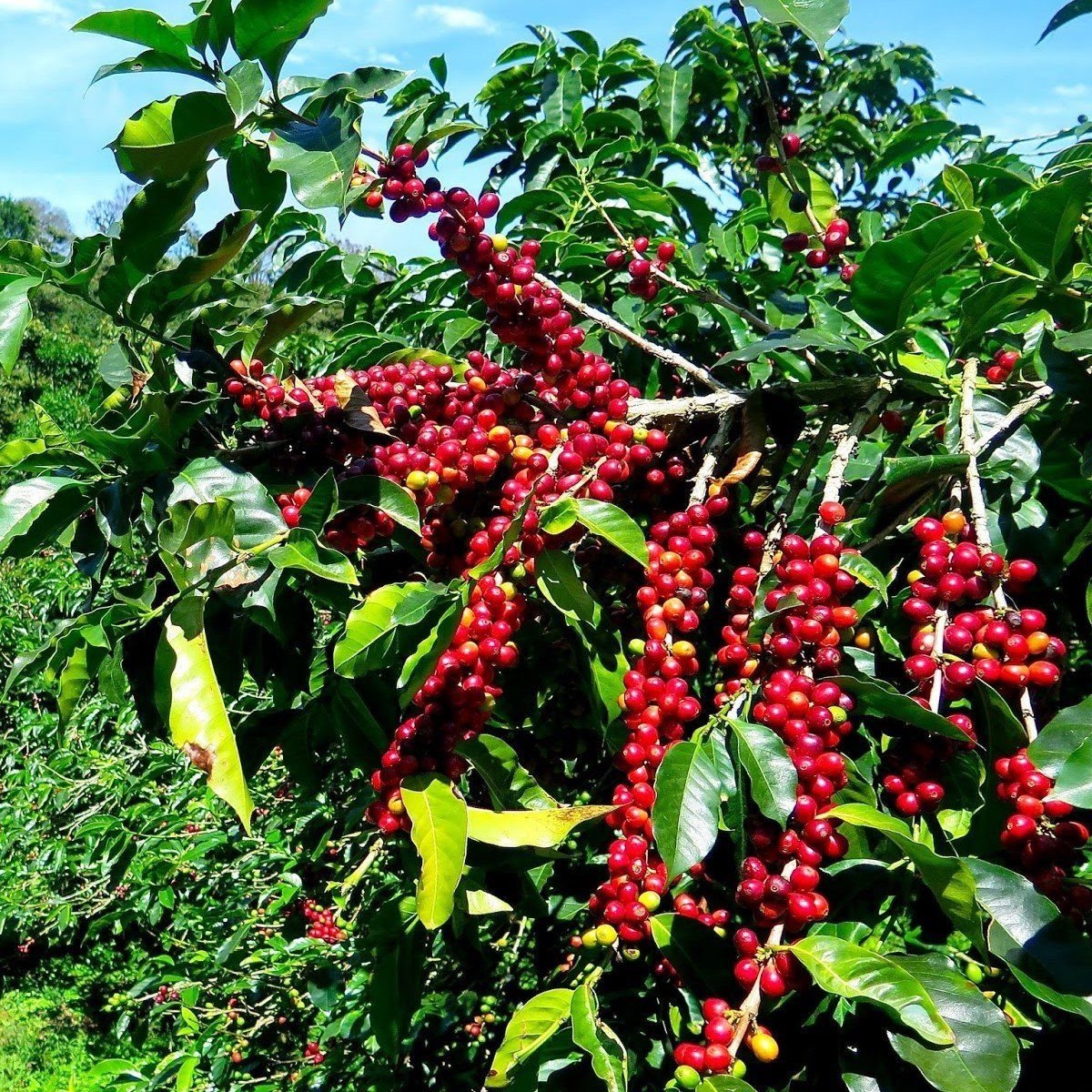 Yetiştiriicliği Kolay Kendine Verimli Herdem Yeşil Coffea Arabica Kahve Fidanı