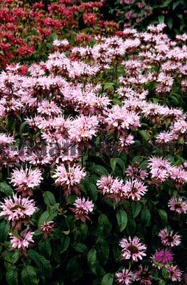 Beauty of Cobham Lila Renkli Altınoğul Otu Monarda Çiçeği Soğanı