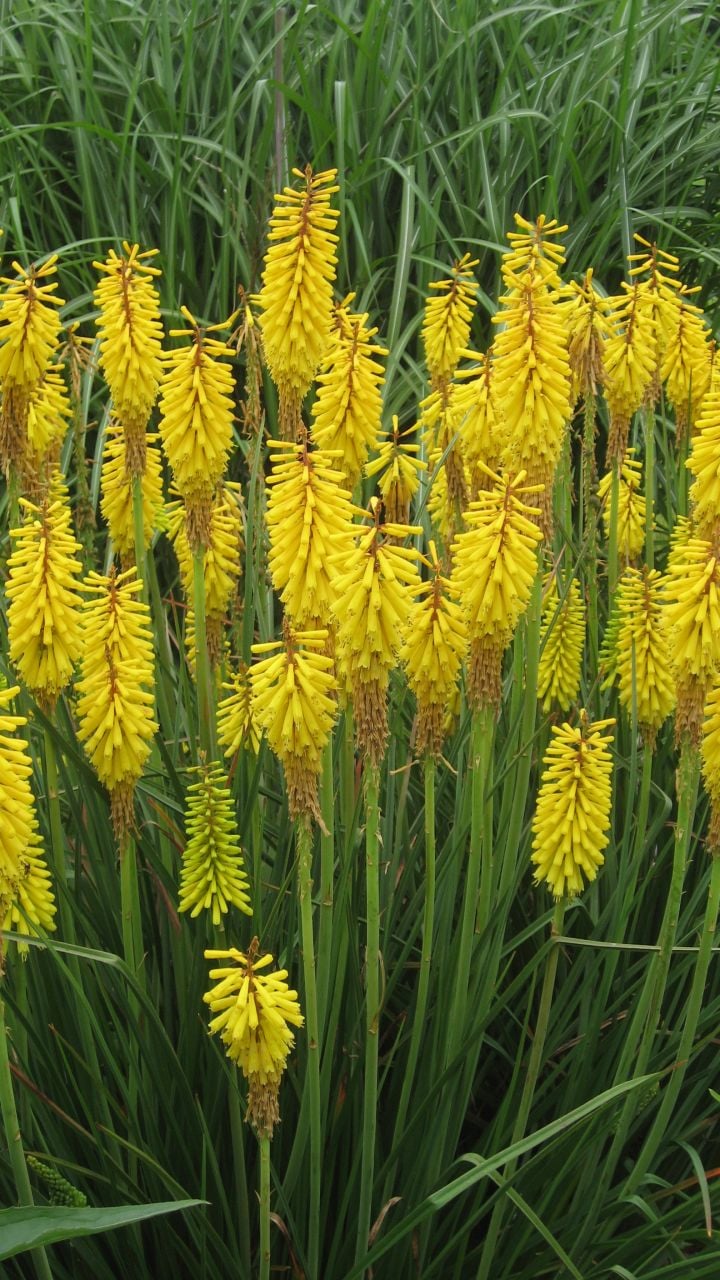 Sunningdale Gold Kniphofia Fener Çiçeği Soğanı (1 Soğan)