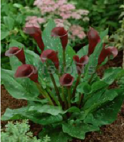 Naomi Purple Calla Gala Çiçeği Soğanı (1 soğan)