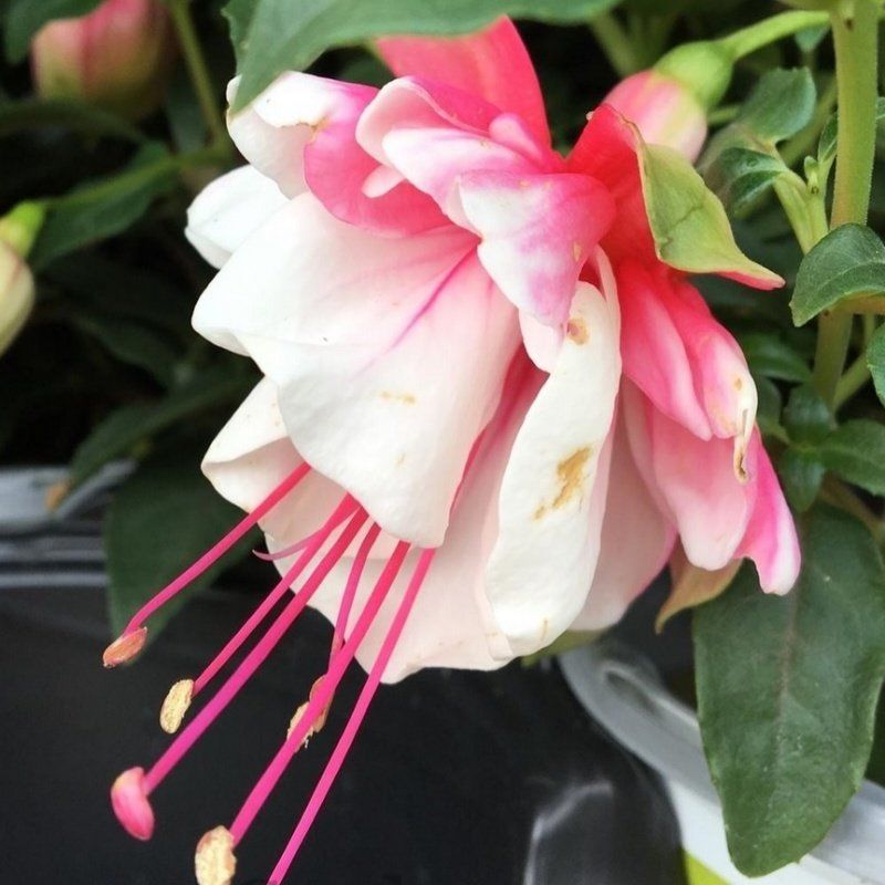 XXL Çiçekli Katmerli Leonita Double Red White Küpe Çiçeği Fidesi (1 adet)