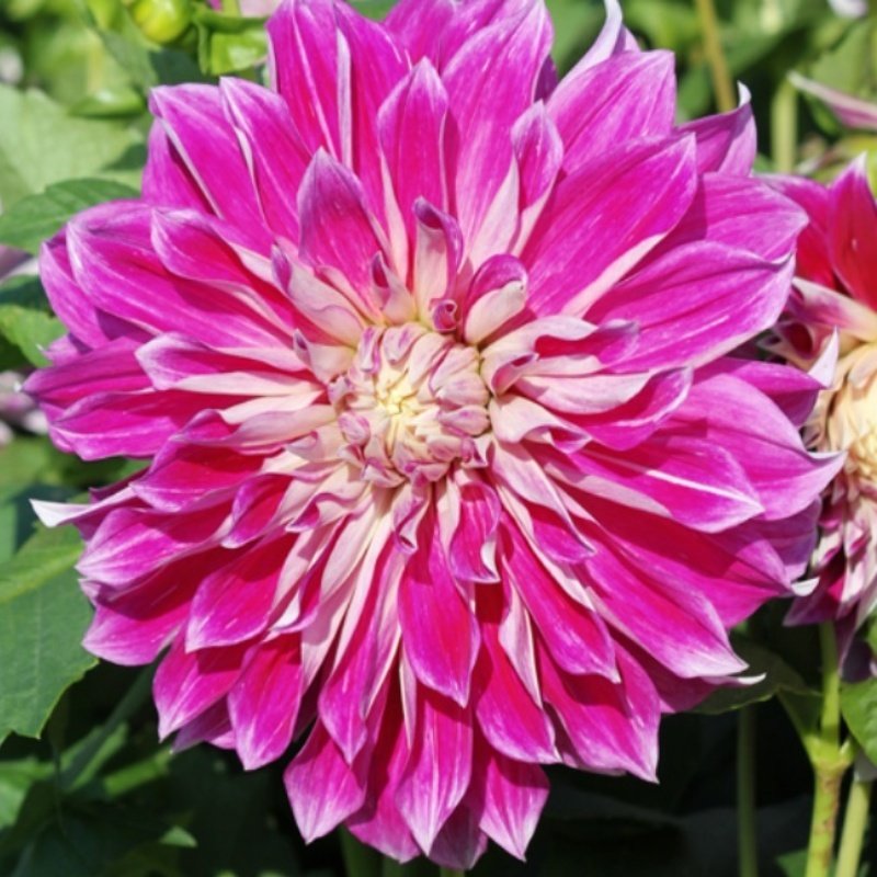 Büyük Çiçekli Purple Explosion Yıldız Dahlia Çiçeği Soğanı Yumrusu (1 adet)