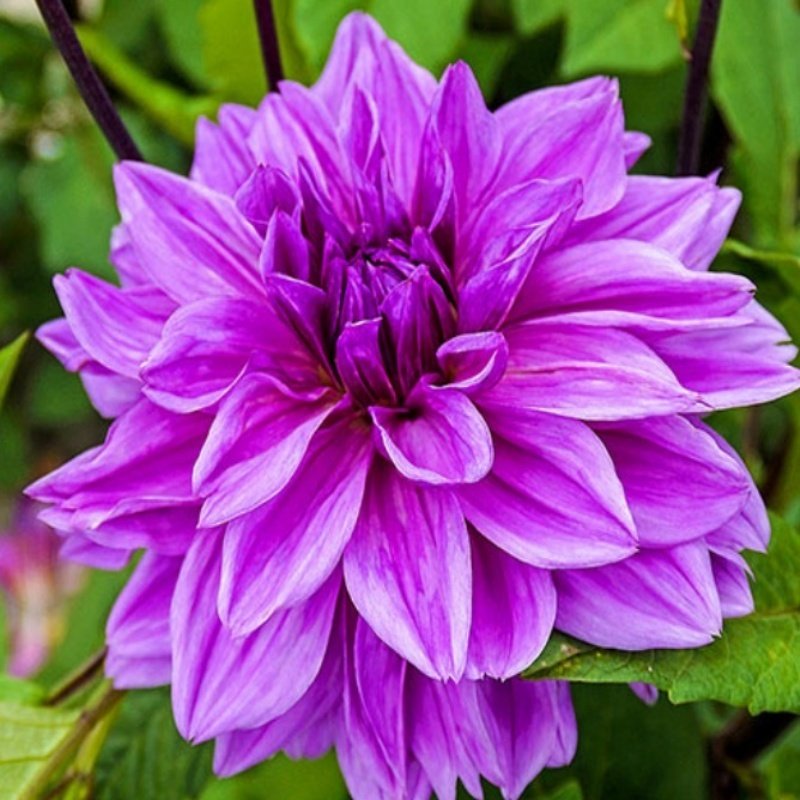 Büyük Çiçekli Lilac Time Yıldız Dahlia Çiçeği Soğanı Yumrusu (1 adet)