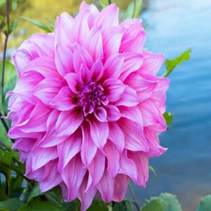 Büyük Çiçekli Lavender Perfection Yıldız Dahlia Çiçeği Soğanı Yumrusu (1 adet)