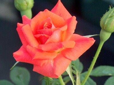 Tüplü Bodur Starina Kırmızı Pembe Gül Fidanı