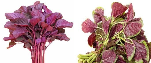 Amaranth Tohumu