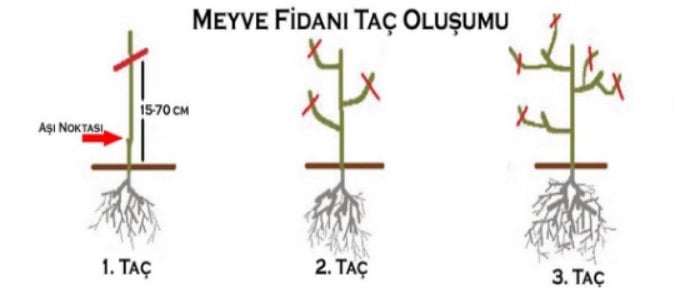 Portakal Fidanı Taç Oluşumu