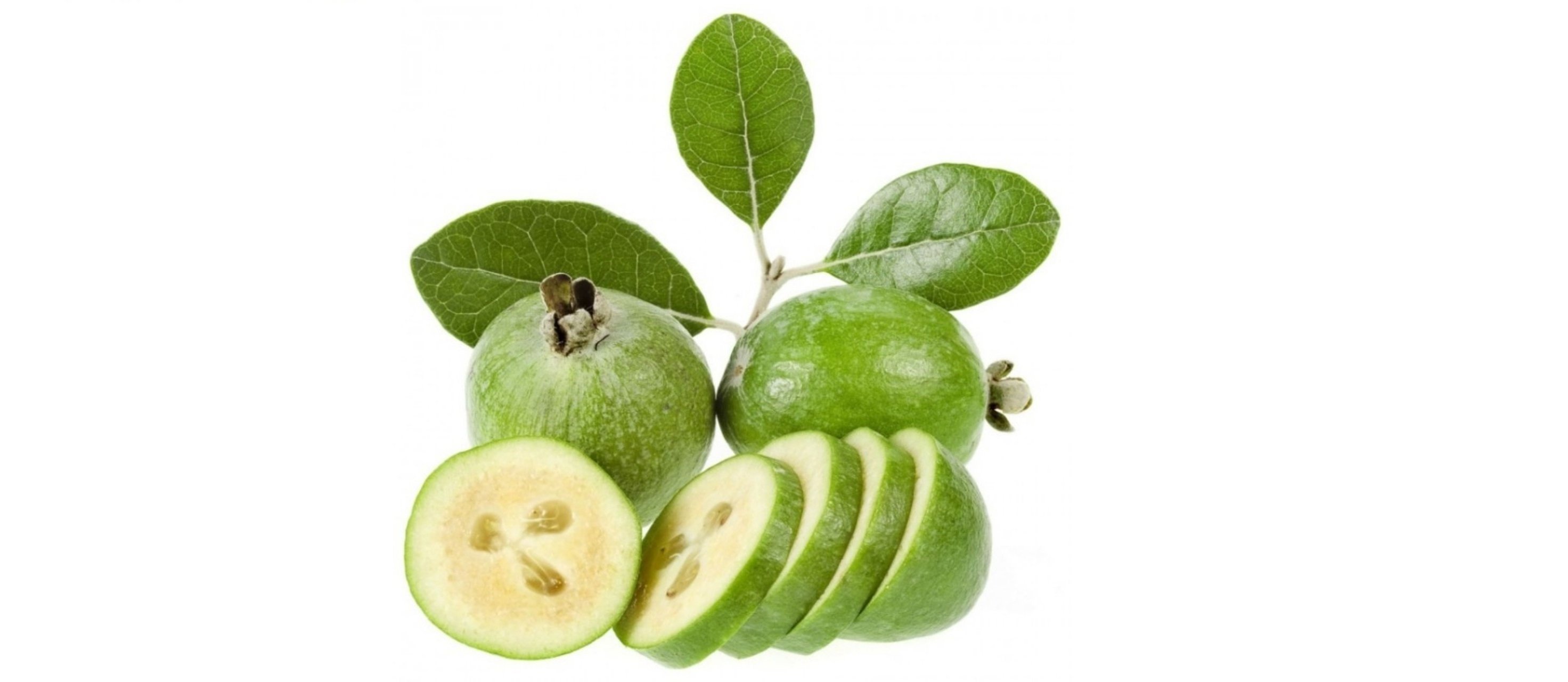 Saksıda Feijoa Fidanı