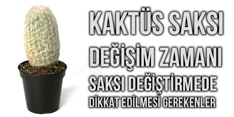 Kaktüs Saksı Değişim Zamanı