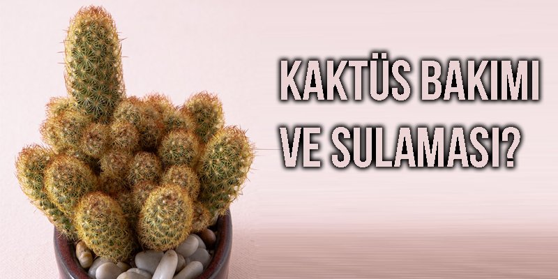 Kaktüs Bakımı ve Sulaması