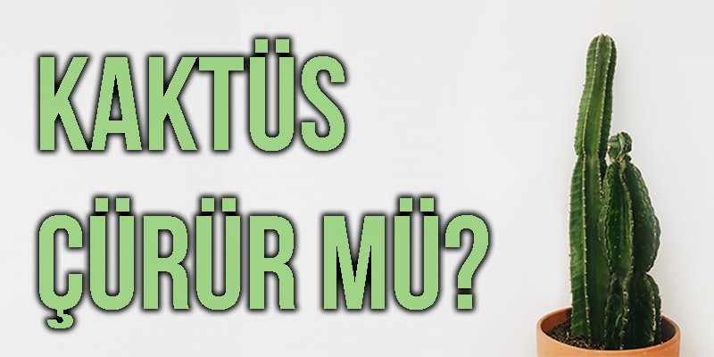 Kaktüs Çürür mü?