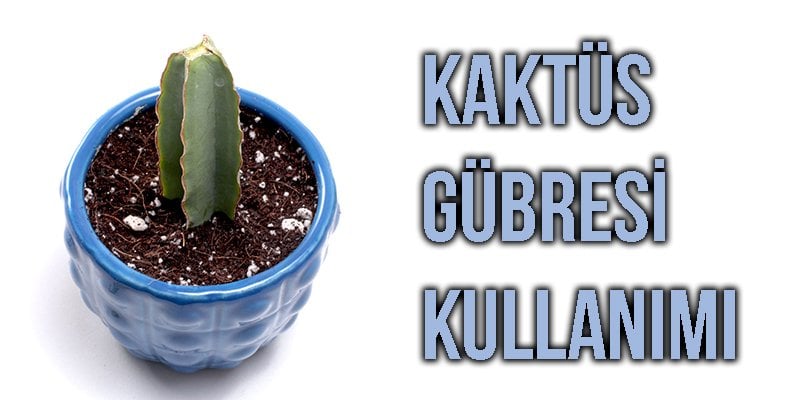 Kaktüs Gübresi Kullanımı