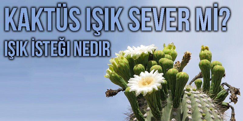 Kaktü Işık Sever mi?Işık İsteği Nedir?
