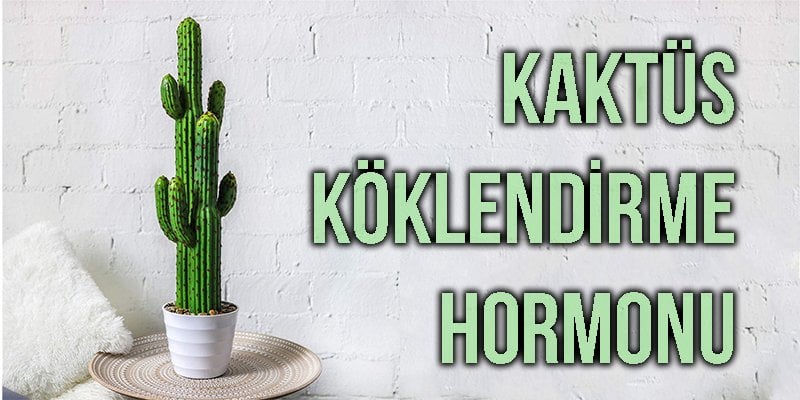 Kaktüs Köklendirme Hormonu