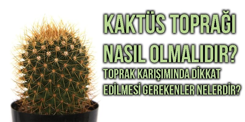 Kaktüs Toprağı Nasıl Olmalıdır?