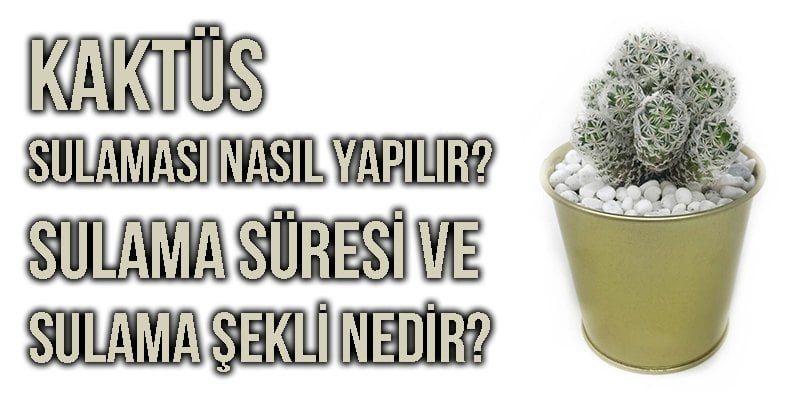 Kaktüs Sulaması Nasıl Yapılır?Sulama Süresi ve Sulama Şekli Nedir?