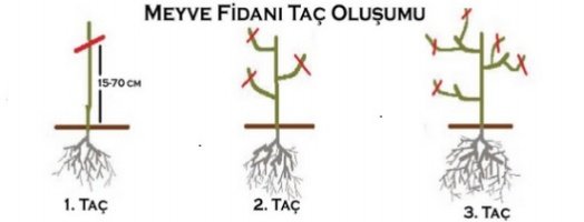 Yarı Bodur Kayısı Fidanı Taç Oluşumu E fidancim