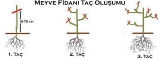 Armut Fidanı Taç Oluşumu E-fidancim