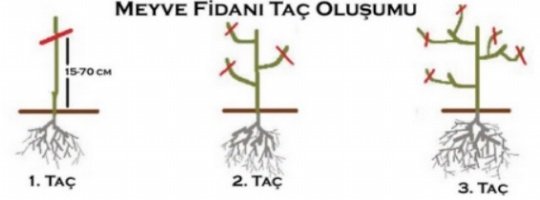 Lime Fidanı Taç Oluşumu