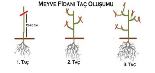 Kayısı Fidanı Taç Oluşumu