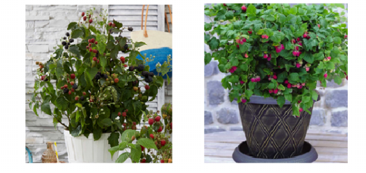 Hızlı Gönderim Bodur Saksılık Çilek Ahududu Fidanı