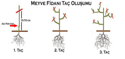 Kestane Fidanı Taç Oluşumu