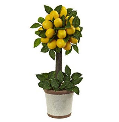 Aromatik zakkum. Ev bakımı Aromatik zakkum. Ev bakımı