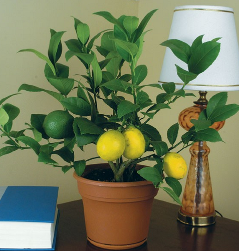 Saksıda Bodur Limon